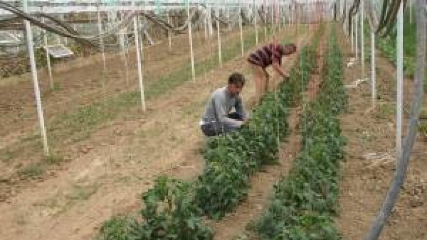 Muke povrtlara Zagore uslijed plasmana proizvoda