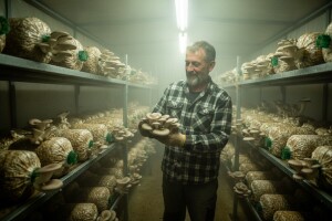 Uzgojem bukovača protiv besposlenosti