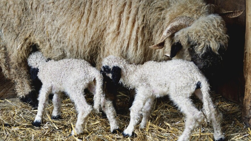 Objavljeni uzgojni programi za pojedine vrste i pasmine domaćih životinja