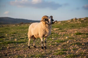 Uzgojnim programom do oznake izvornosti