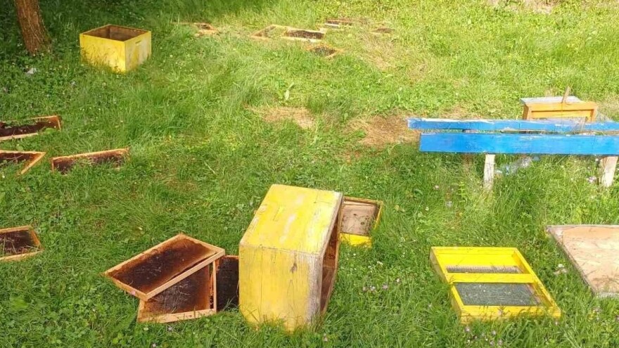 Medved u užičkom kraju uništava košnice. Pčelari strahuju da će i njih napasti