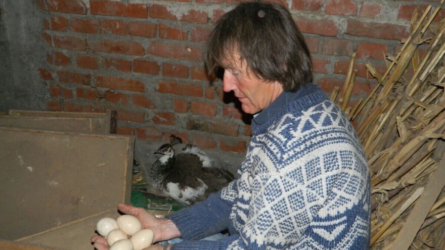 Života Adamović više od 40 godina uzgaja paunove