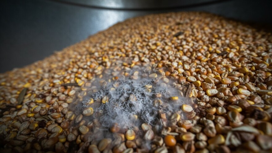 Uzrok otrova u mlijeku je - štednja