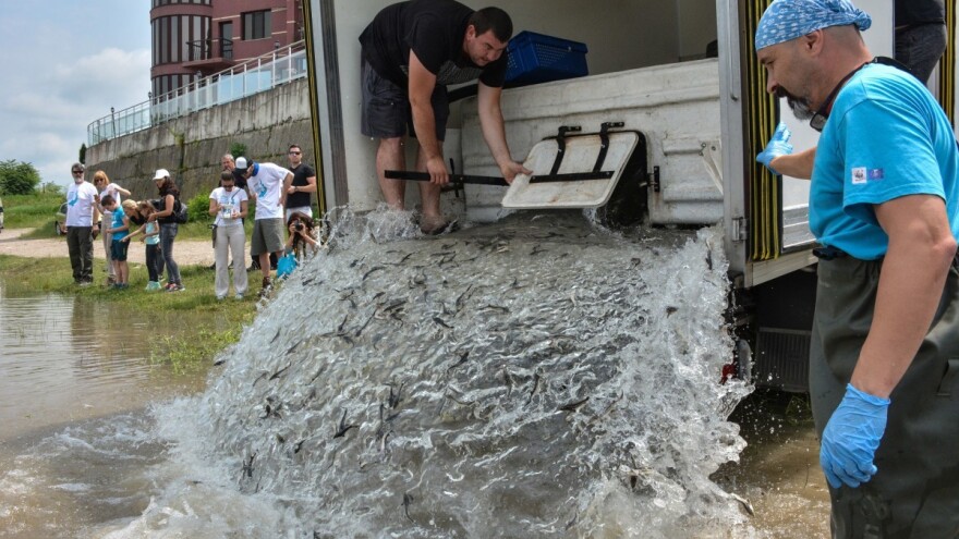 Jesetrama preti izumiranje - kečiga je kritično ugrožena
