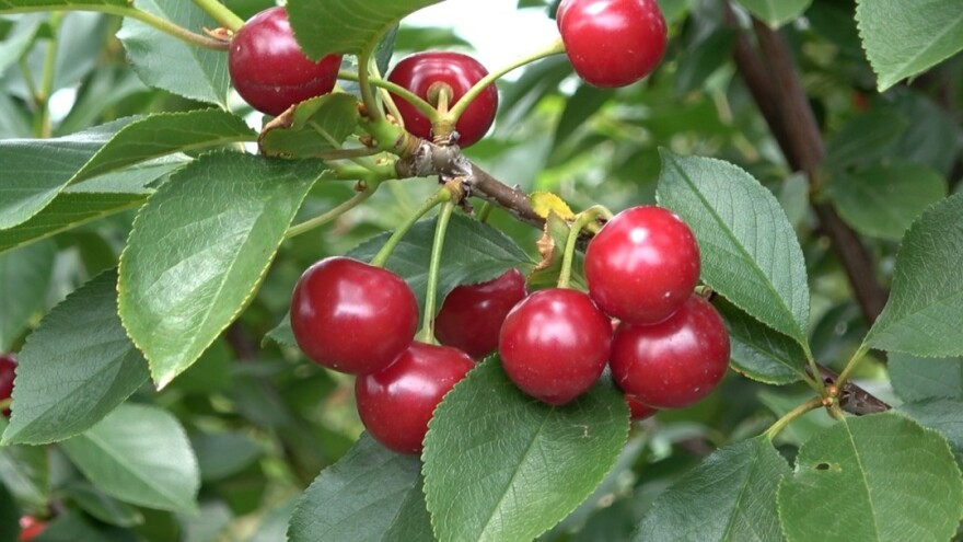 Po hektaru se očekuje do tri tone višnje - proizvođači se nadaju višim cenama