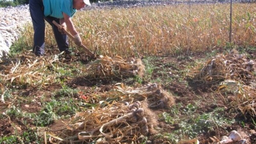 Sajam luka u Ljubitovici!