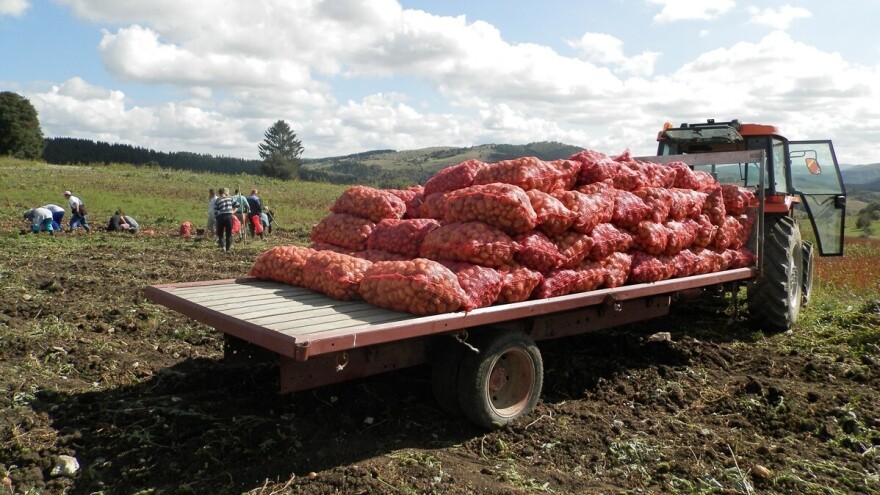 Domaći proizvođači krompira traže carinsku zaštitu od uvoza