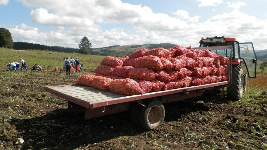 Da li bi fabrika za preradu krompira pomogla poljoprivrednicima Rogatice?