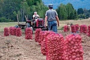 Na Biokovu u tijeku akcija "Sadimo 1000 iznad 1000"