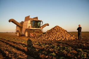 Vađenje šećerne repe u pravo vrijeme