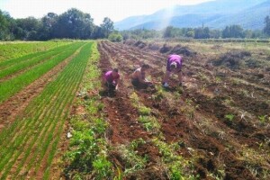 Prodajna cijena mladog krumpira 2x veća od otkupne