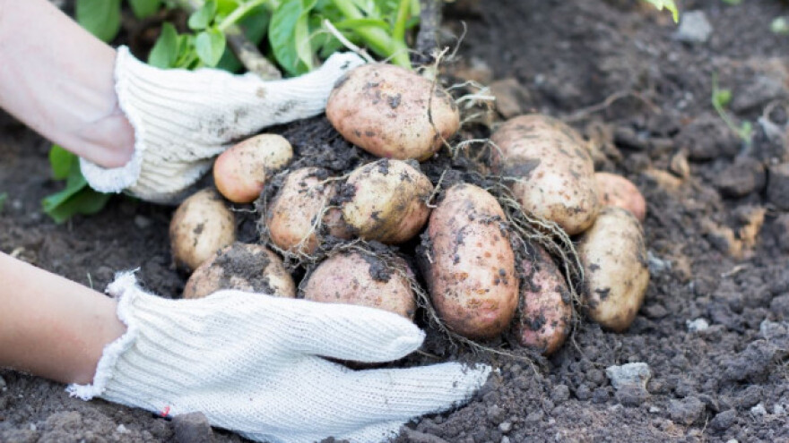 Vreme je za vađenje krompira!