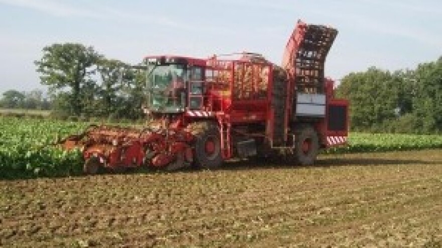 Prinosi slatkog korijena manji i do 40 posto