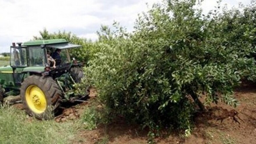 Otkupljuju marašku po rekordno niskoj cijeni