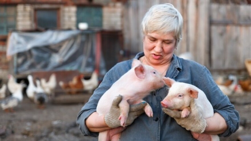 Vage ne mogu odlučiti koji je prasić ljepši!