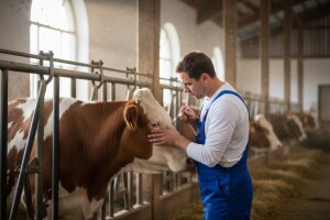 Vakcinacija goveda se privodi kraju
