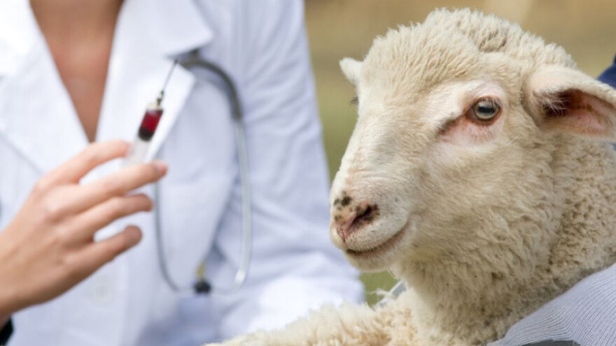 Doneseno uputstvo o vakcinaciji protiv bruceloze u BiH