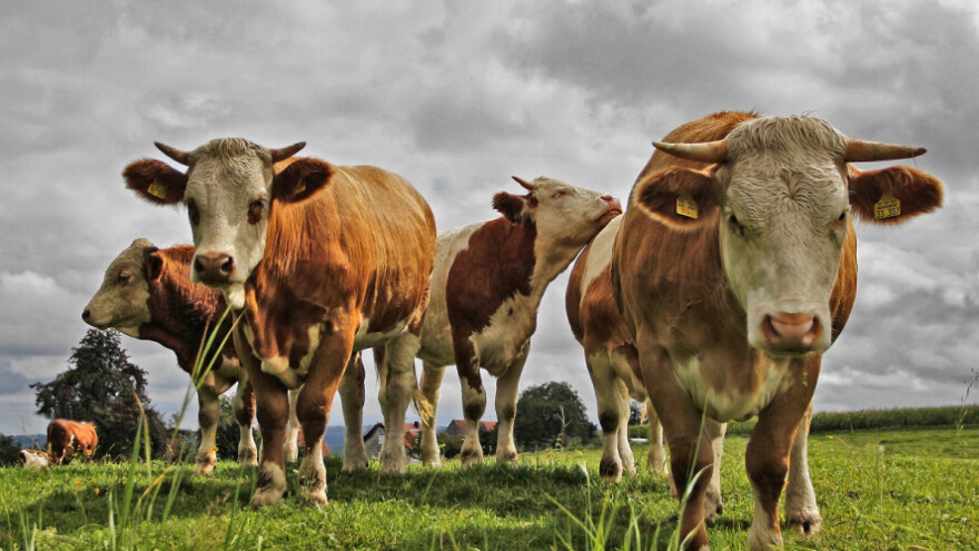 Kreće vakcinacija goveda protiv "kvrgave kože"