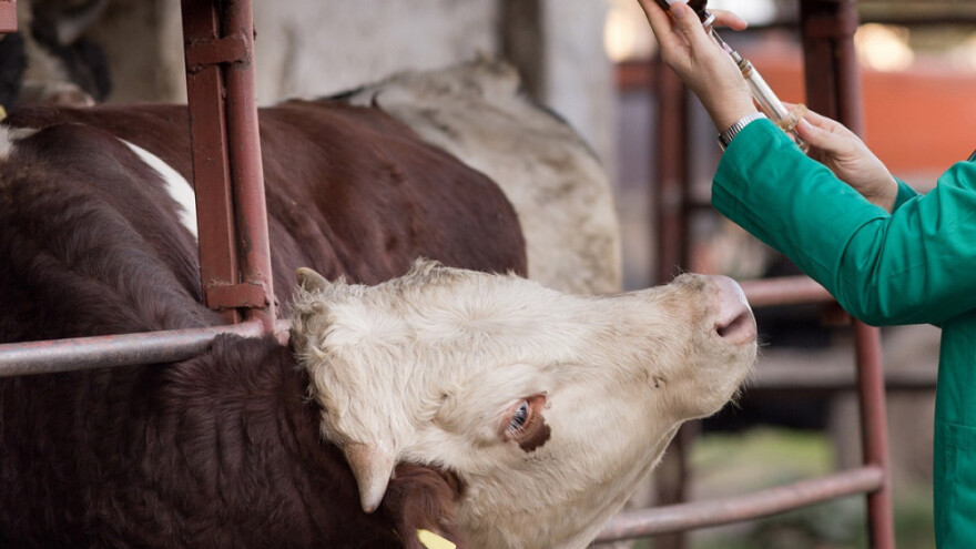 BiH u najvećem riziku za pojavu kvrgave kože