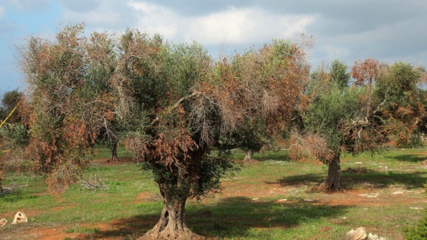 Sve o ubojici maslina s juga Italije