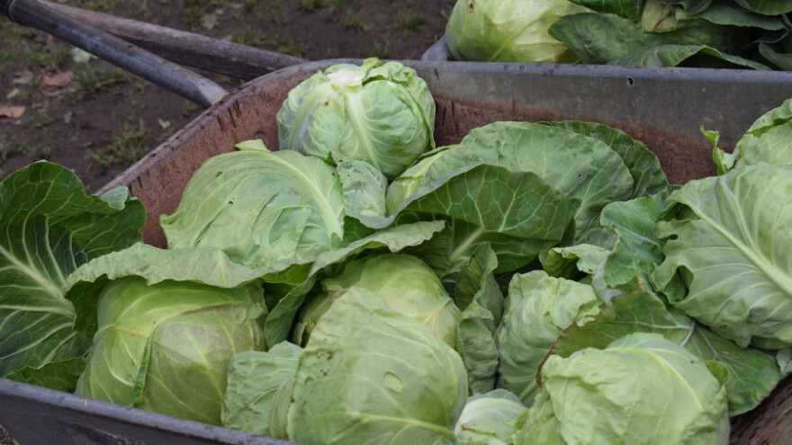 Trendovske maline izgurale kupus i stoku