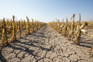 Val visokih temperatura bez kiše - poguban za usjeve
