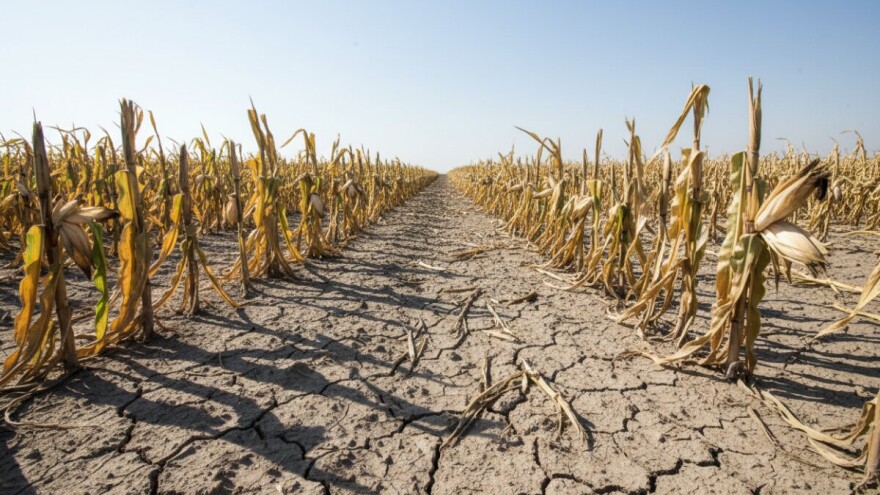 Val visokih temperatura bez kiše - poguban za usjeve