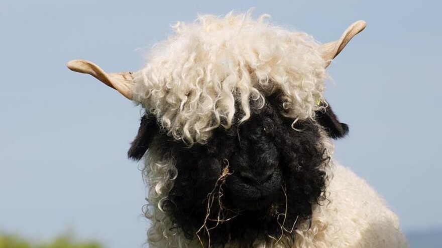 Ovca sa crnom glavom nikoga ne ostavlja ravnodušnim