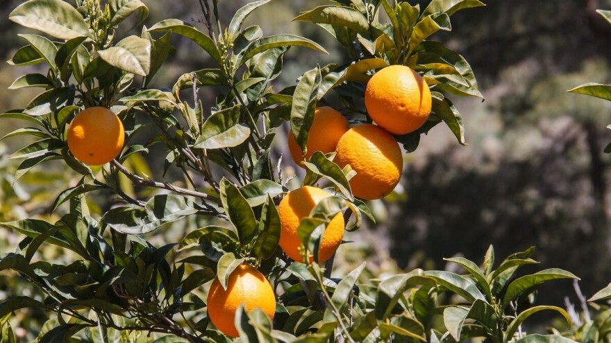 U godinu dana povećali površine pod nasadima naranče za 50%