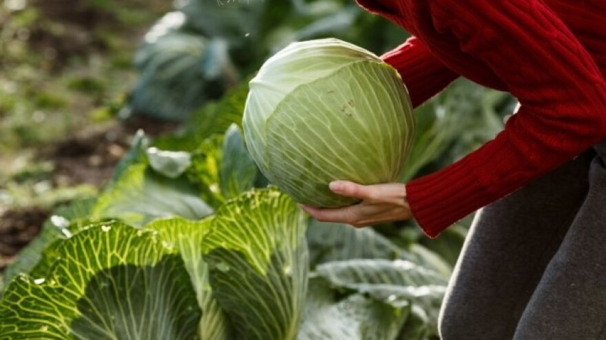 Ne prepuštamo Varaždinsko zelje Slovencima