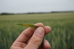 Varijeteti pšenice sve osjetljiviji na žutu hrđu!