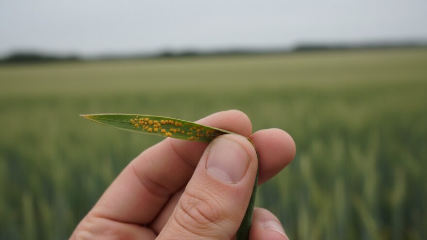 Varijeteti pšenice sve osjetljiviji na žutu hrđu!