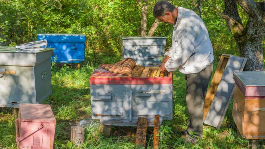 Oksalna kiselina - lijek protiv varooze