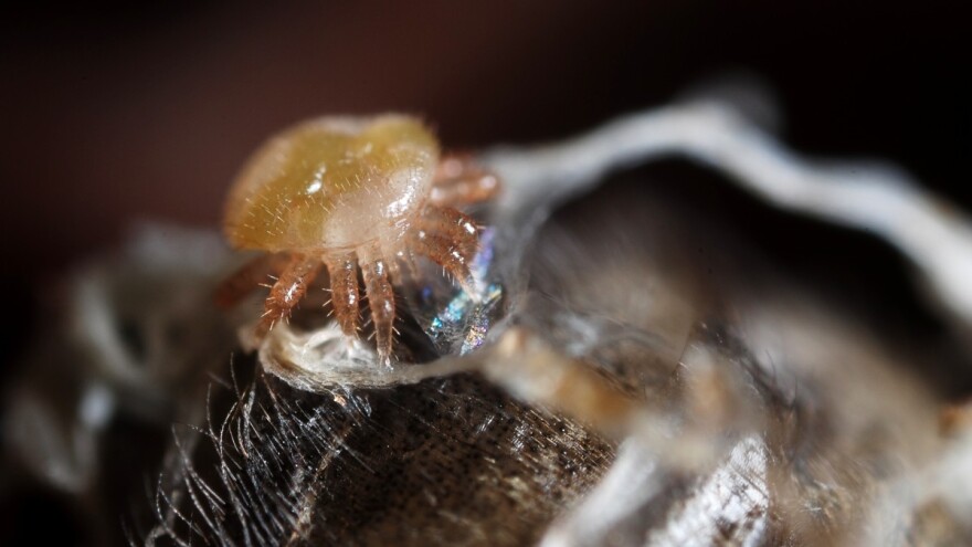 Varoa - prenosnik i ključni okidač virusa kod pčela