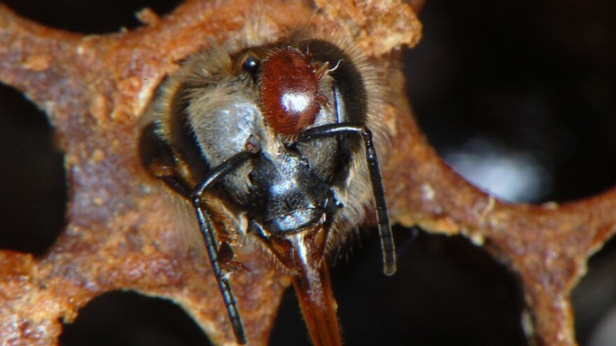 Varoa u zimskom klupku