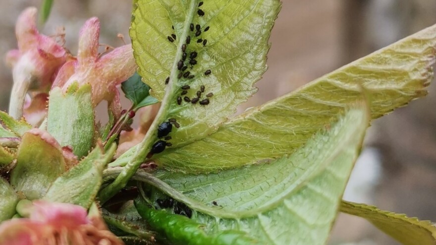Višnja i trešnja izložene pjegavosti lišća, a napadaju i vaši