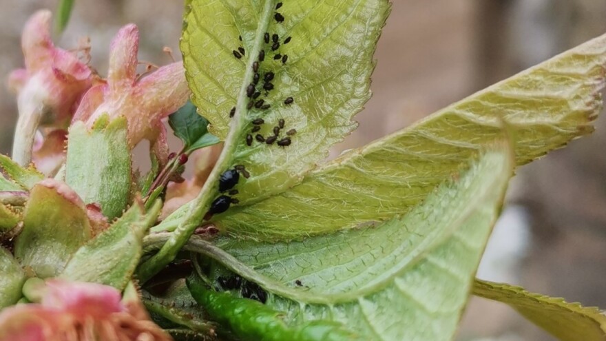 Višnja i trešnja izložene pegavosti lišća, napadaju i vaši