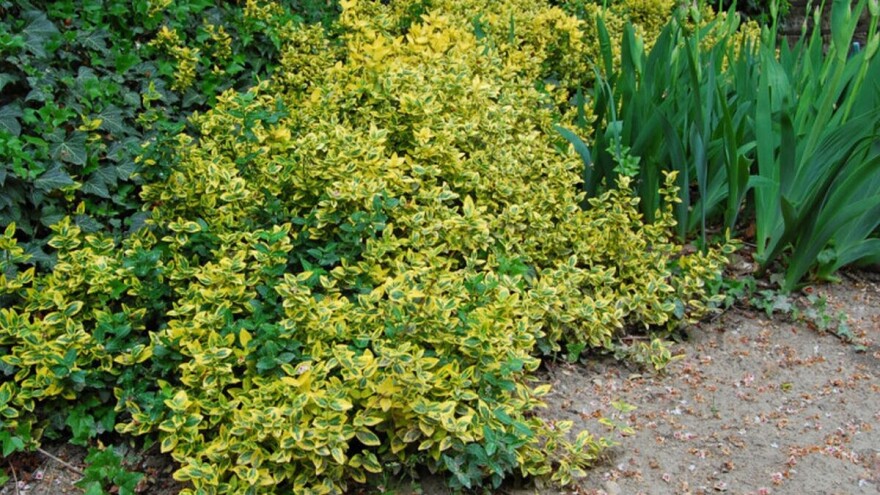 Rešite se štitaste vaši - najopasnije štetočine japanske kurike