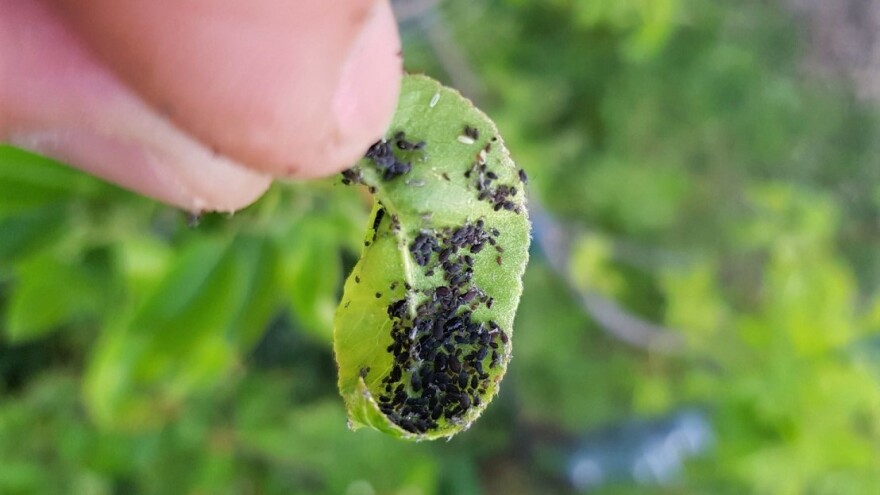 Visoka vlažnost vazduha aktivirala bolesti - plamenjača na krompiru i vaši na voću