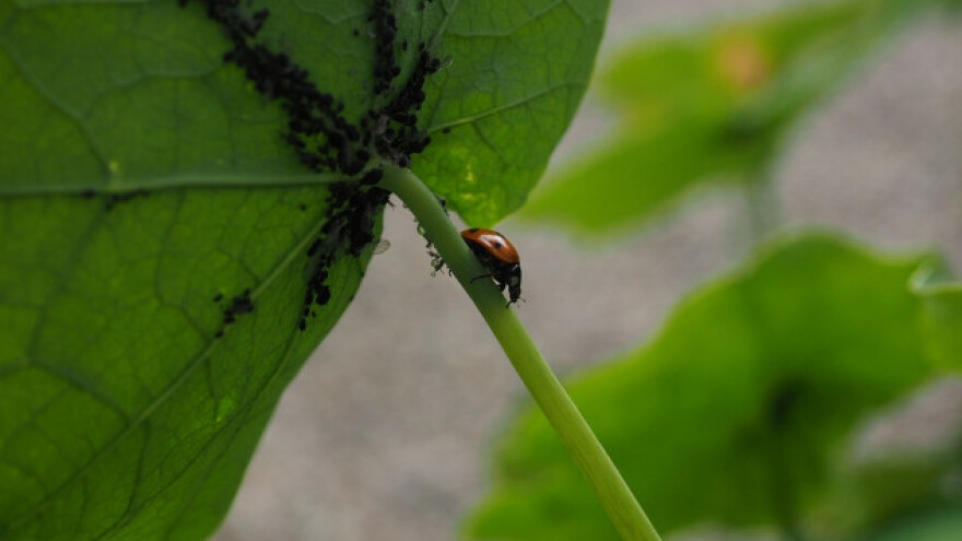Prirodnim metodama protiv biljnih vaši