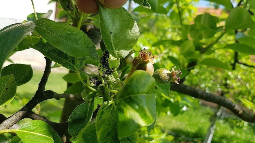 Primenite ove prirodne preparate u borbi protiv lisnih vaši