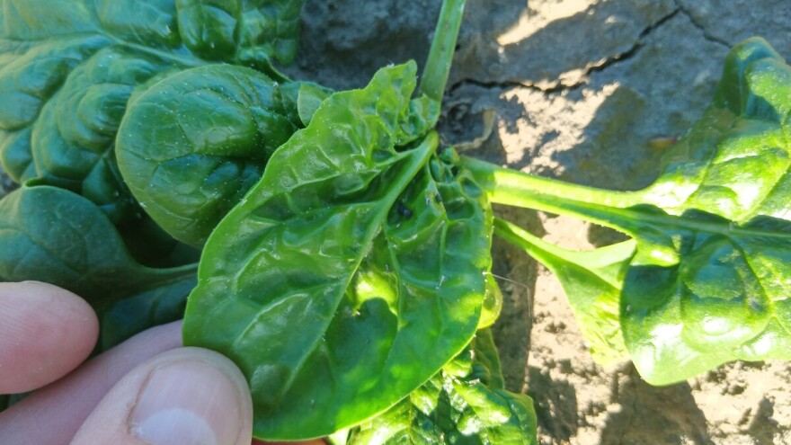 Crna repina vaš ugrožava plasteničku proizvodnju spanaća. Šta preduzeti?