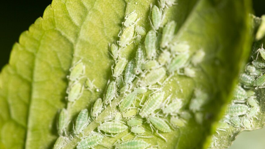 Suzbijte lisne vaši prirodnim putem