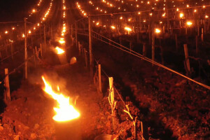 Spektakularni prizori spašavanja vinove loze u Burgundiji