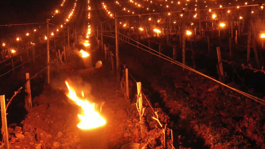 Spektakularni prizori spašavanja vinove loze u Burgundiji
