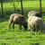 Oplemenjivanje ovaca - za više jagnjetine i kvalitetniju vunu