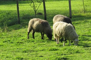 Oplemenjivanje ovaca - za više janjetine i kvalitetniju vunu