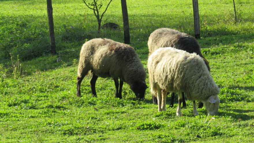 Oplemenjivanje ovaca - za više janjetine i kvalitetniju vunu