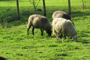 Oplemenjivanje ovaca - za više janjetine i kvalitetniju vunu