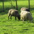 Oplemenjivanje ovaca - za više janjetine i kvalitetniju vunu